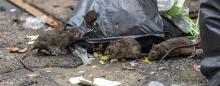 urban rats eating from a bag of trash