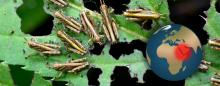 locusts devouring leaves