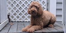 Nola the labradoodle