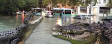 flooding in Queensland and salt-water crocodiles