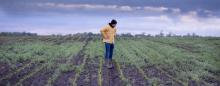 farmer standing in a cornfield full of weeds
