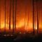 fire in the forest