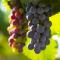 Two very tasty-looking clusters of large red grapes, hanging from a vine