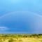 A field of trees under a rainbow and a deep blue sky